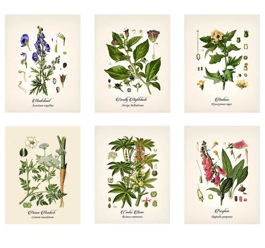 Vintage Deadly Botanical Wall Art Review: Dark Floral Decor